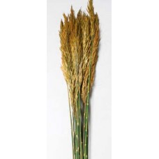 PLUME REED PRESERVED  Autumn 36"-40" -OUT OUT STOCK